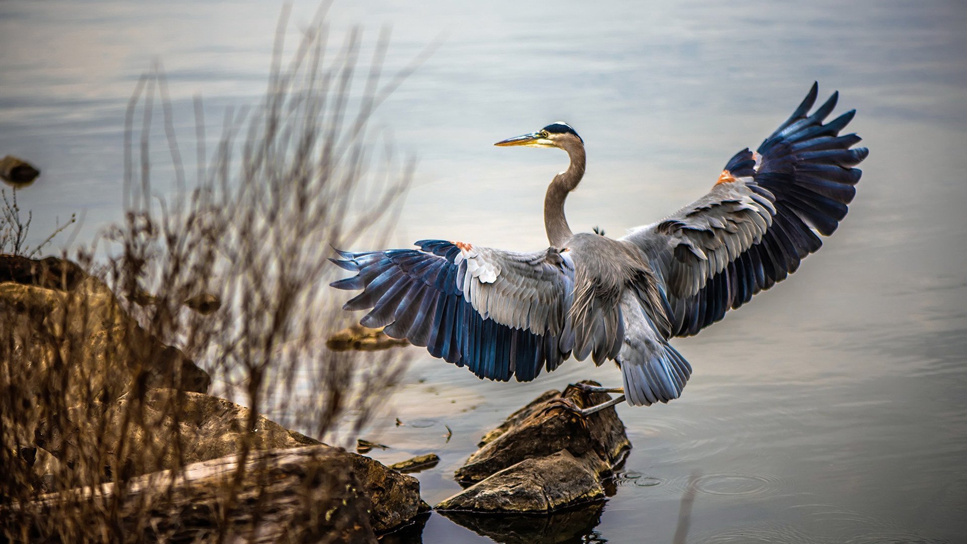 委内瑞拉强势晋级马里之战，加维关键先生一锤定音，战术与意志的胜利